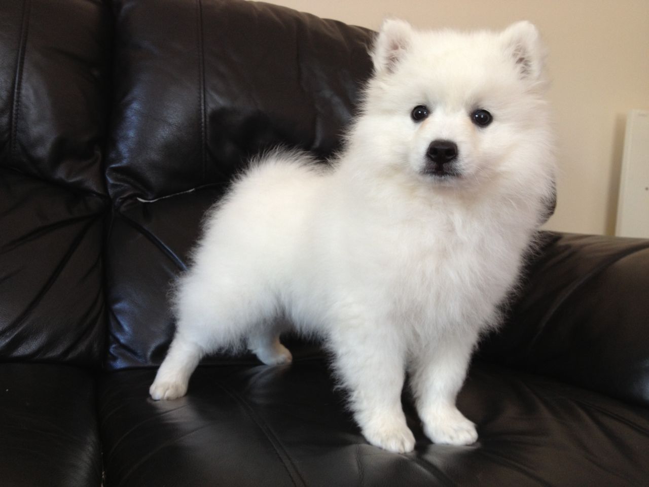 japanese spitz for sale japanese spitz for sale